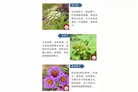 这些菜焯水后也有毒！别乱吃~图片