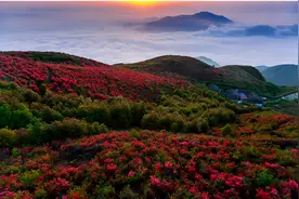 美在深山 浙江十大天然杜鹃花海 你见过几个？图片