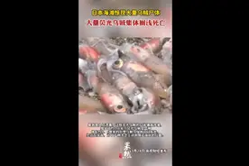日本海滩惊现大量乌贼尸体，大量荧光乌贼集体搁浅死亡图片