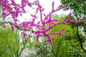 惊艳上线！到虹口与紫荆花来一场邂逅吧图片