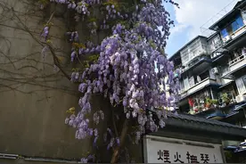 揭秘成都网红紫藤花瀑：“芳龄”三四十，传说是茶铺老板随手栽下图片