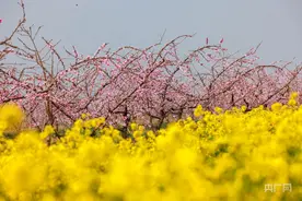 【春日里的中国】山西平陆：桃花灼灼  春意烂漫图片