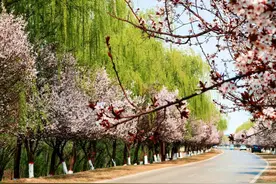 醉美槐荫  花满长堤图片