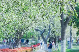花花“视”界|今年西府海棠花期更长，紫花海棠花开正盛图片