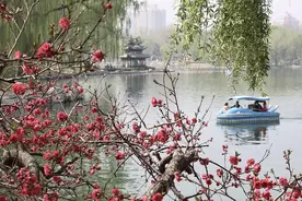 市民在北京陶然亭公园游园赏花图片