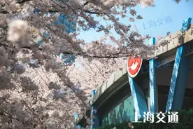 魔都“最美地铁口”樱花盛开！一大波美图来袭图片