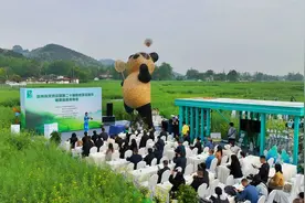 以茶会友 成都崇州文井江镇枇杷茶“上新”图片