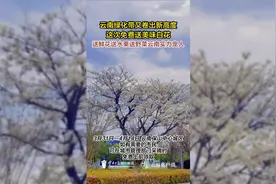 云南绿化带卷出新高度这次免费送野菜图片