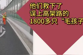 他们救下了误上高架路的1800多只“毛孩子”图片