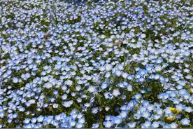 西溪湿地花朝节如约而至 5000㎡幌菊开成蓝色海洋图片