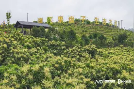 赏花经济绽放郁南新活力，奔赴云浮郁南繁花盛开的地方图片
