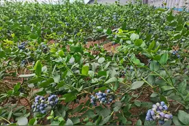 花果飘香 、“莓”不胜收，青岛市4月份观光采摘攻略出炉啦图片