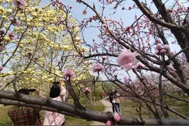 赏花线路图来了！滨城春赏花，美中有“学问”图片