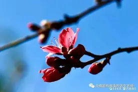 与一朵花告别/现代诗图片