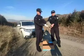 伊春森林公安局朗乡分局成功解救国家二级保护动物猫头鹰图片