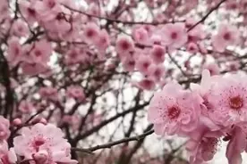 阳春四月百花美 踏青赏花正当时图片