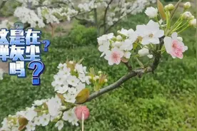 梨花竟要“包办婚姻”？图片