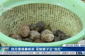 四月菜场春味浓 花蛤蛏子正“当红”图片