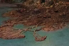 致命真菌在医院暴发，气候变化会使《最后生还者》成现实吗？图片