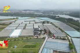 持续阴雨果蔬基地受损严重 农技人员加强田间指导图片