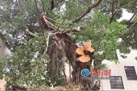 109年古树枝叶挡住戏台 5人擅自修剪被采取刑事强制措施图片