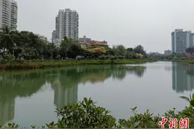 “白鹭鸟又飞回来了！”海口为市民营造良好水生态环境图片
