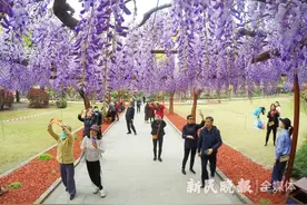 浪漫紫藤花开“一帘幽梦”迎客图片