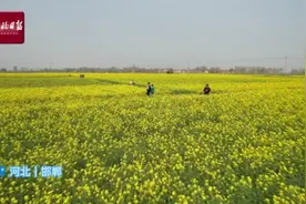 按图索冀｜油菜花开满地金图片
