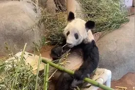 美国孟菲斯动物园为大熊猫丫丫举行送别活动图片