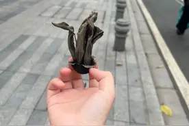 注意！这种在广州街头很常见的花，不能这样吃图片