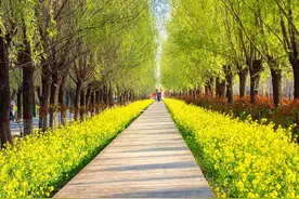 “万物回潮-花漾封丘”封丘第七届陈桥湿地油菜花生态旅游节图片