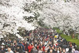 英雄再赴约！跨越三年的樱花约定，见证粤鄂绵绵两地情图片