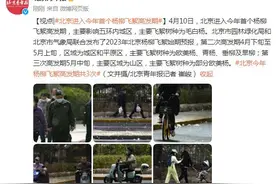 北京进入今年首个杨柳飞絮高发期图片