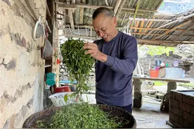 湖南江永：一片瑶山茶叶 富了一方瑶民图片