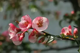 “花”样徐汇，一起奔赴春日浪漫~图片