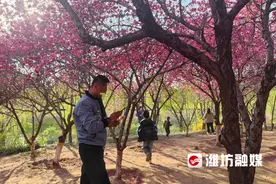 踩草坪摇花雨 赏花变“伤花”图片
