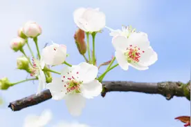 梨花盛开时节，这里是你想象之外的利川……图片
