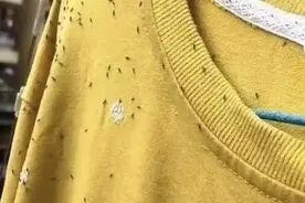 紧急提醒！最近少穿黄色、绿色衣服出门图片