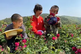 有一种叫云南的生活｜曲靖潇湘街道千亩玫瑰绽放，赏花、研学乐趣多图片