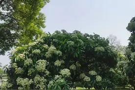 合肥石楠花开了：除了“臭”点，没啥问题图片