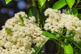 石楠花“臭”上热搜，不好闻为何还要种？图片