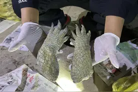 广西一越野车内发现可疑包装袋！里面都是鳄鱼爪，共2058个！图片