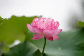 诗歌丨感恩的人图片
