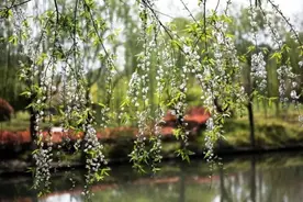 协和医生说｜杨柳飞絮期，储备这些知识安然度过花粉过敏季图片