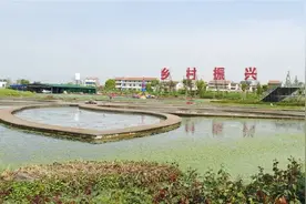 孝感这朵荷花，703个花瓣~图片