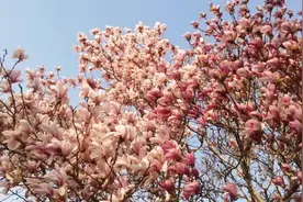 威海：玉兰花开 满目皆春图片