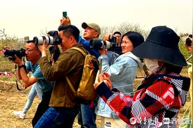 山东无棣千亩桃园似云霞，摄影大咖相机快门声此起彼伏图片