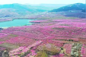 安丘：以花为媒做强“美丽经济”图片