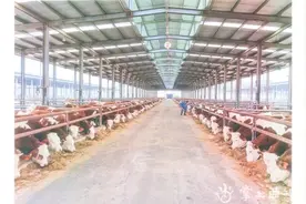 法着村肉牛“牛”起来图片