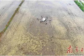 无人机一天直播300亩稻种图片